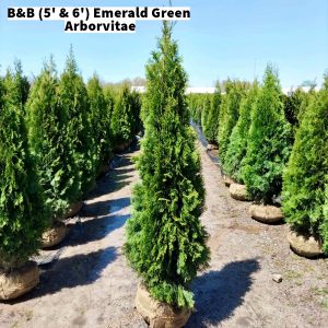 April 2024 B&B Emerald Green Arborvitae website